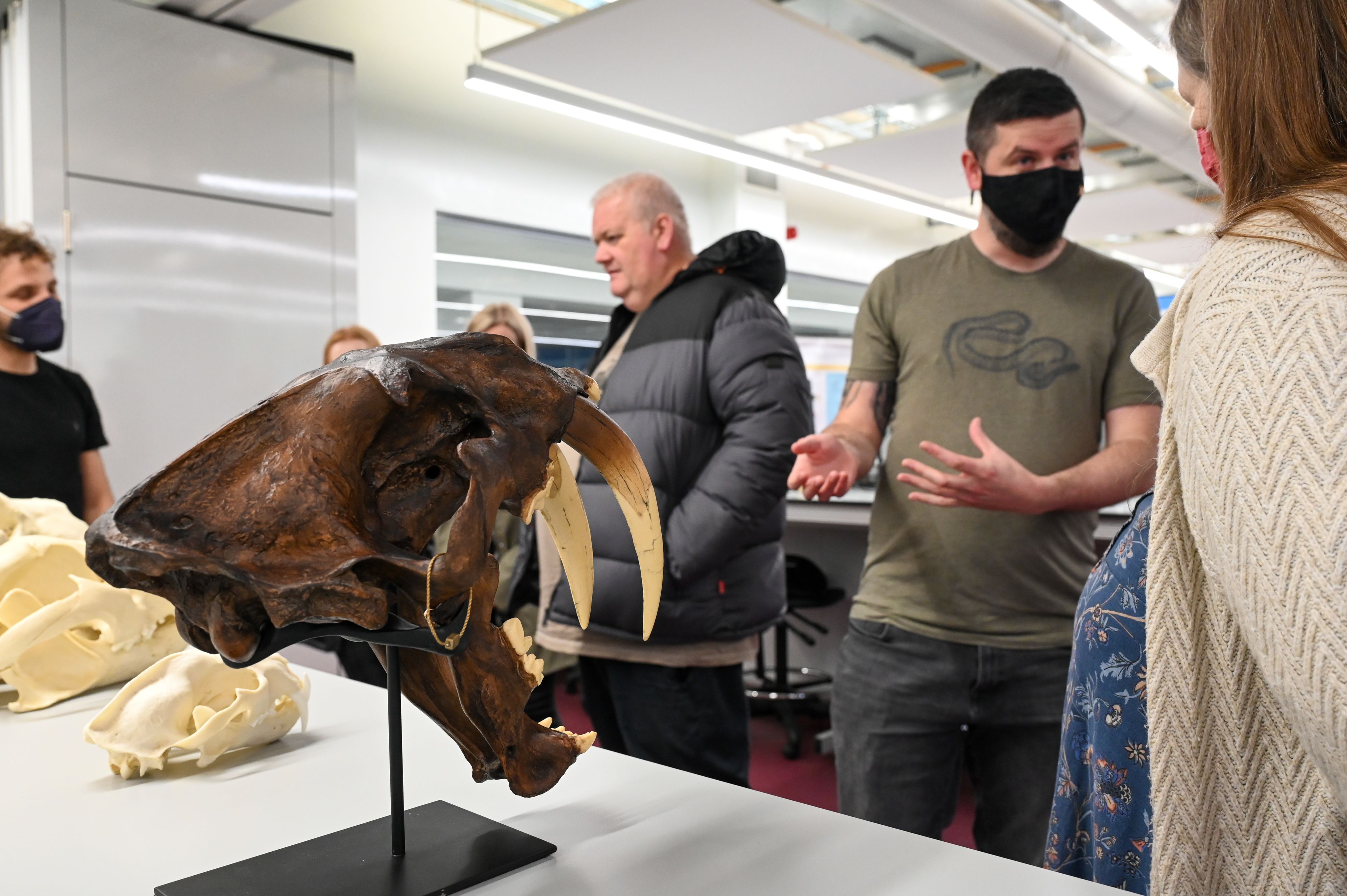 sabre tooth cat skull on a desk