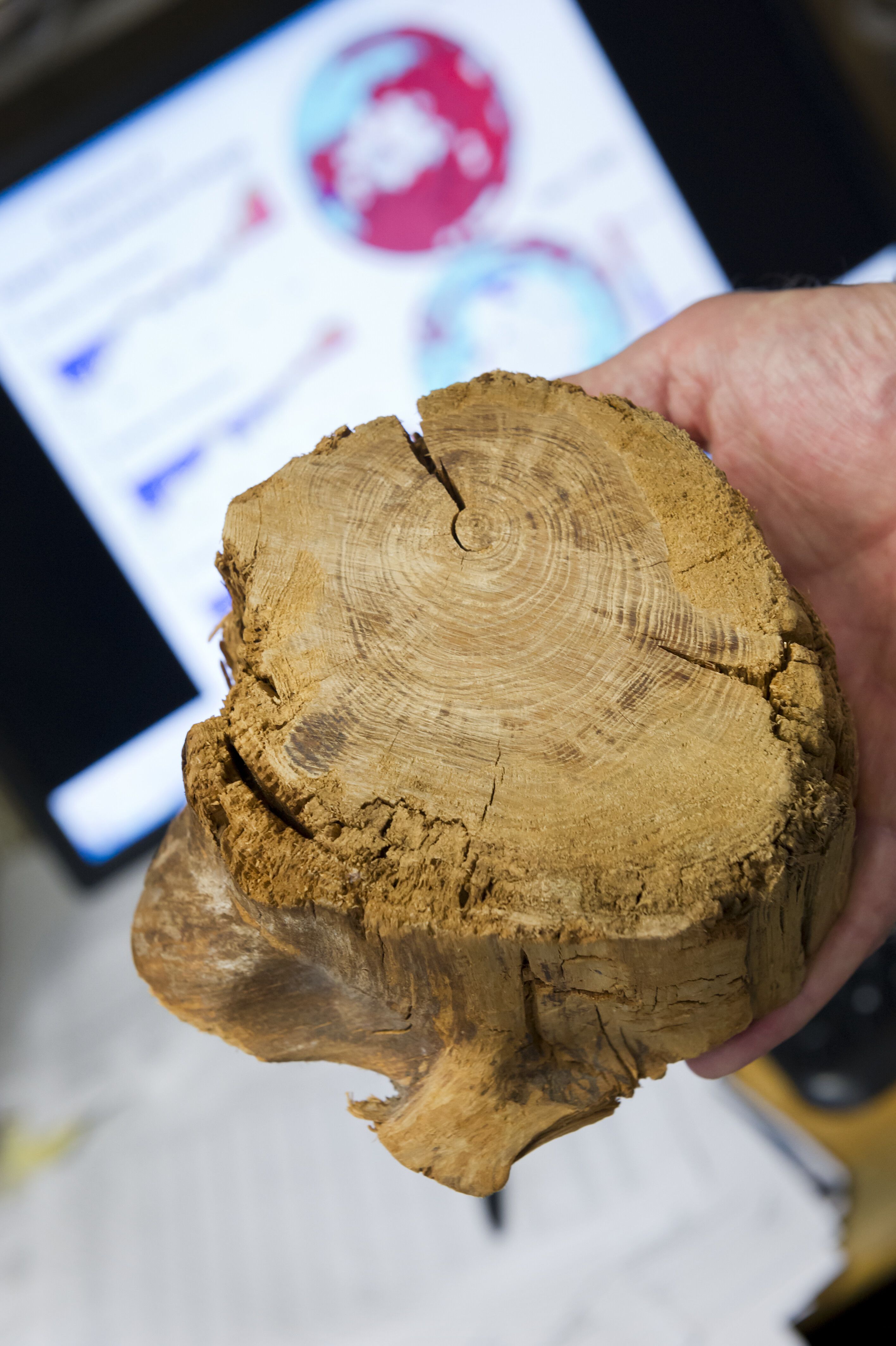 A researcher holds a section of tree trunk in fron of a computer screen showing global temperature data