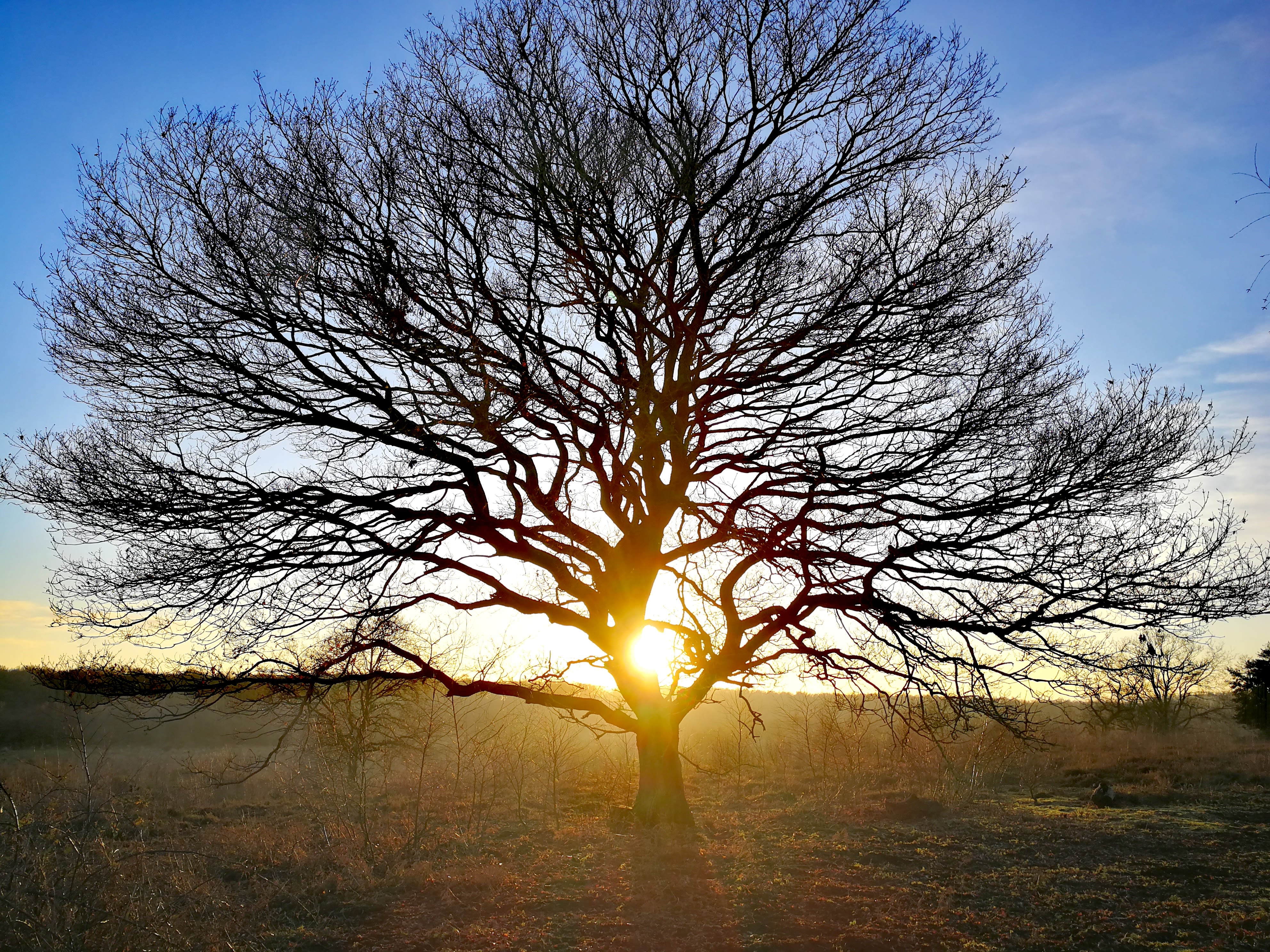 A leafless tree with the sun setting in the background.