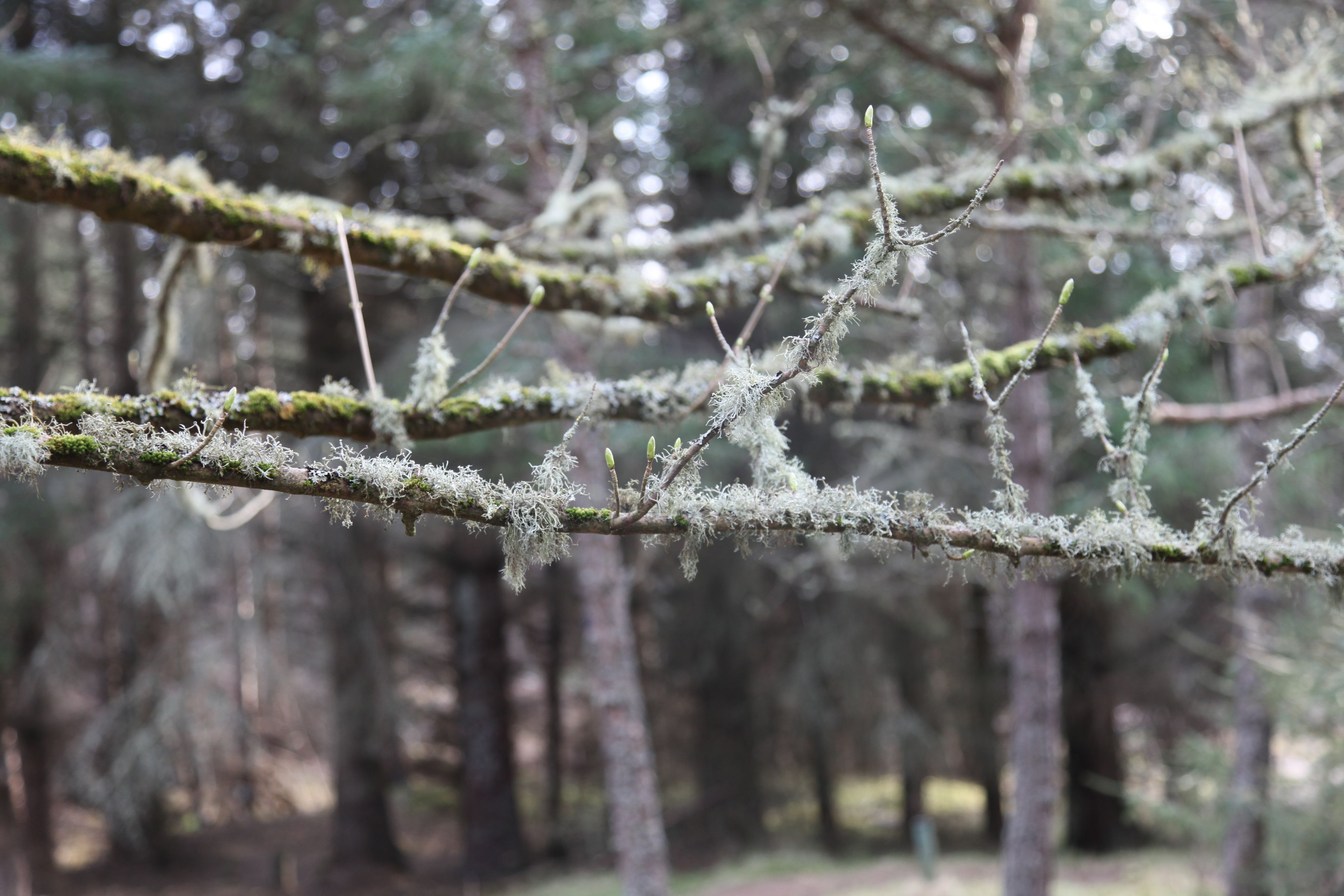 A photo of a four branches covered with moss and frost in front of a pine forest.