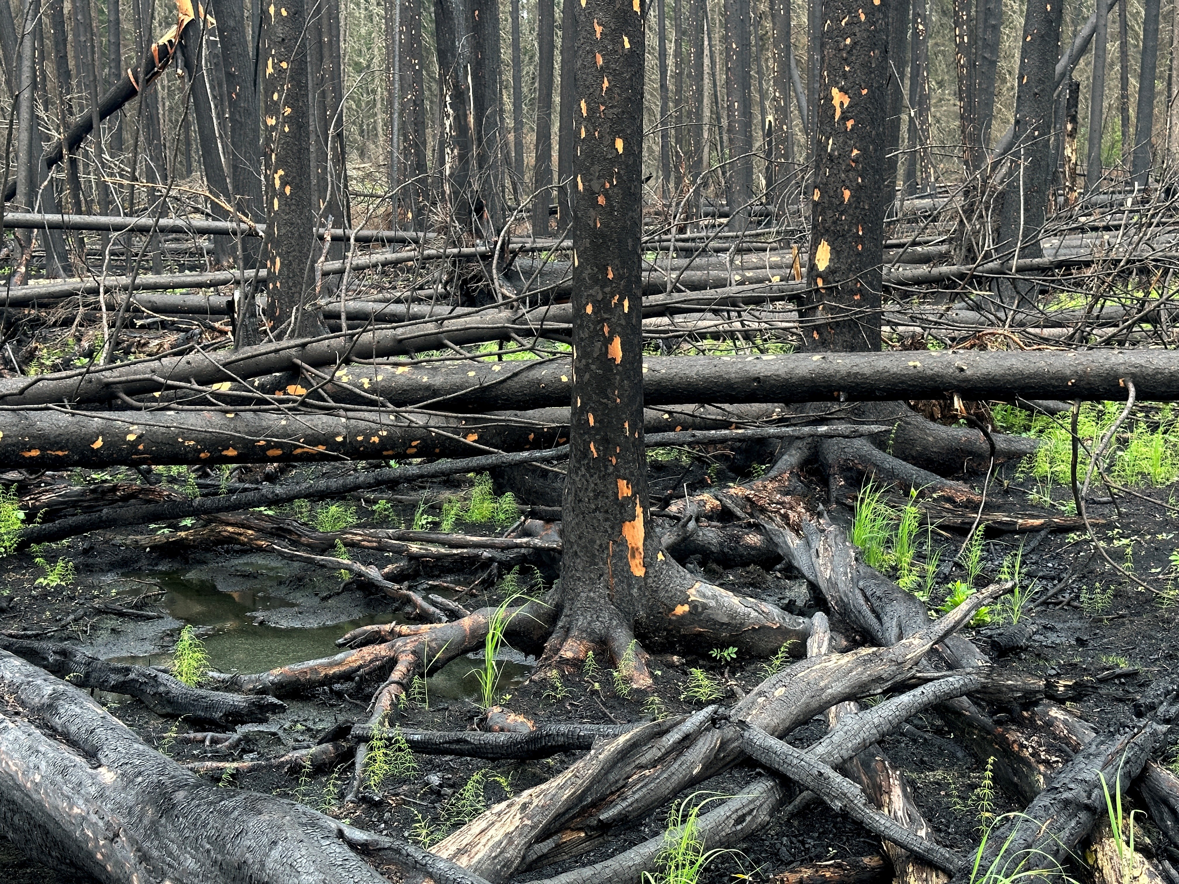 Burnt trees in a forest