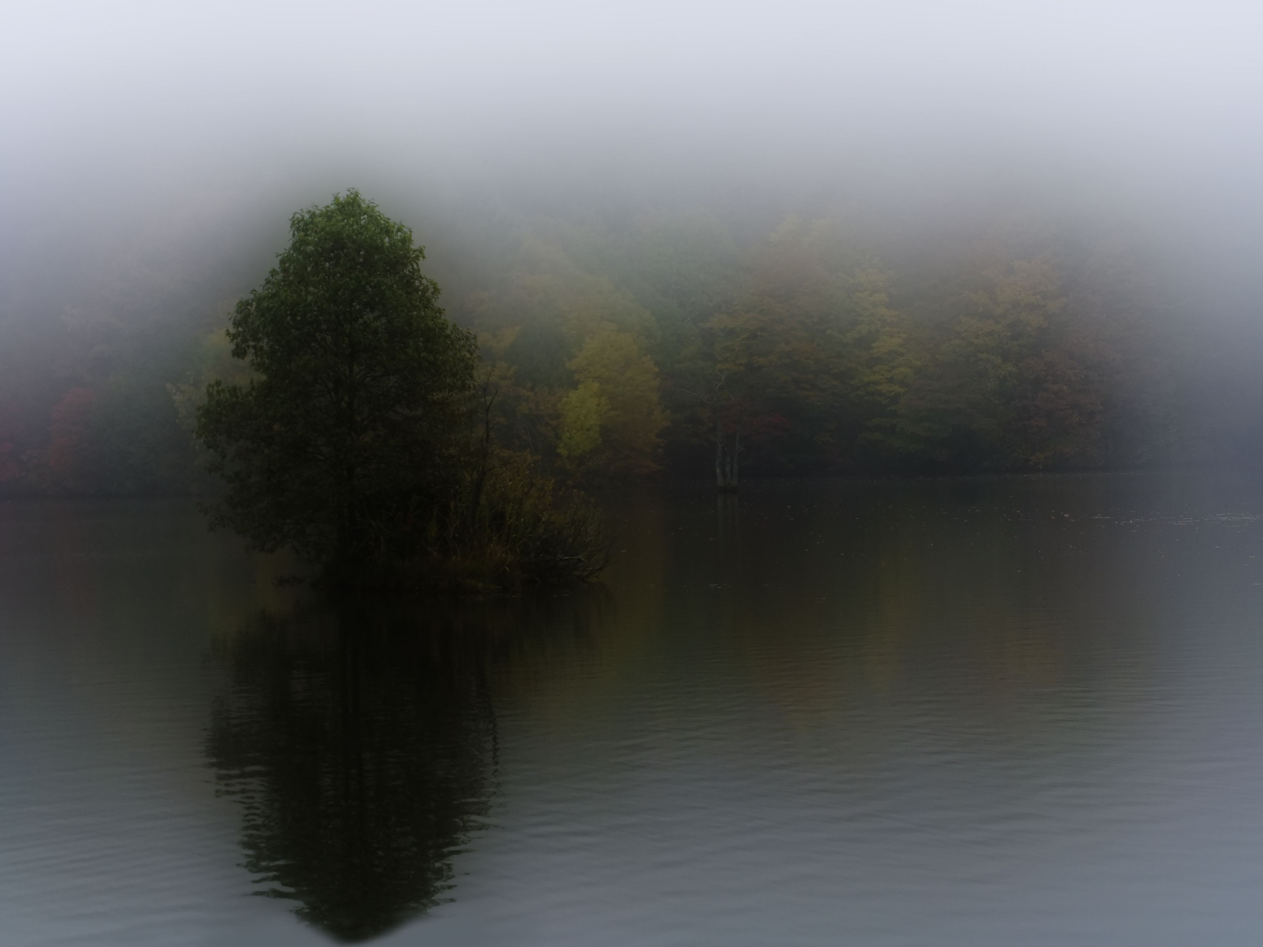 A landscape shot of an evergreen and deciduous forest in autum. The trees are in fog