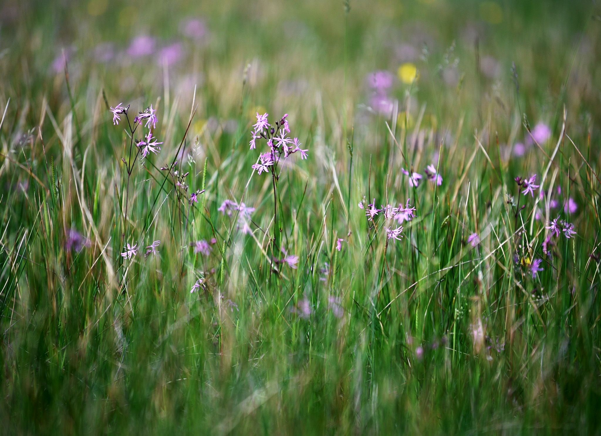 wild flowers at strumpshaw fen in Norwich