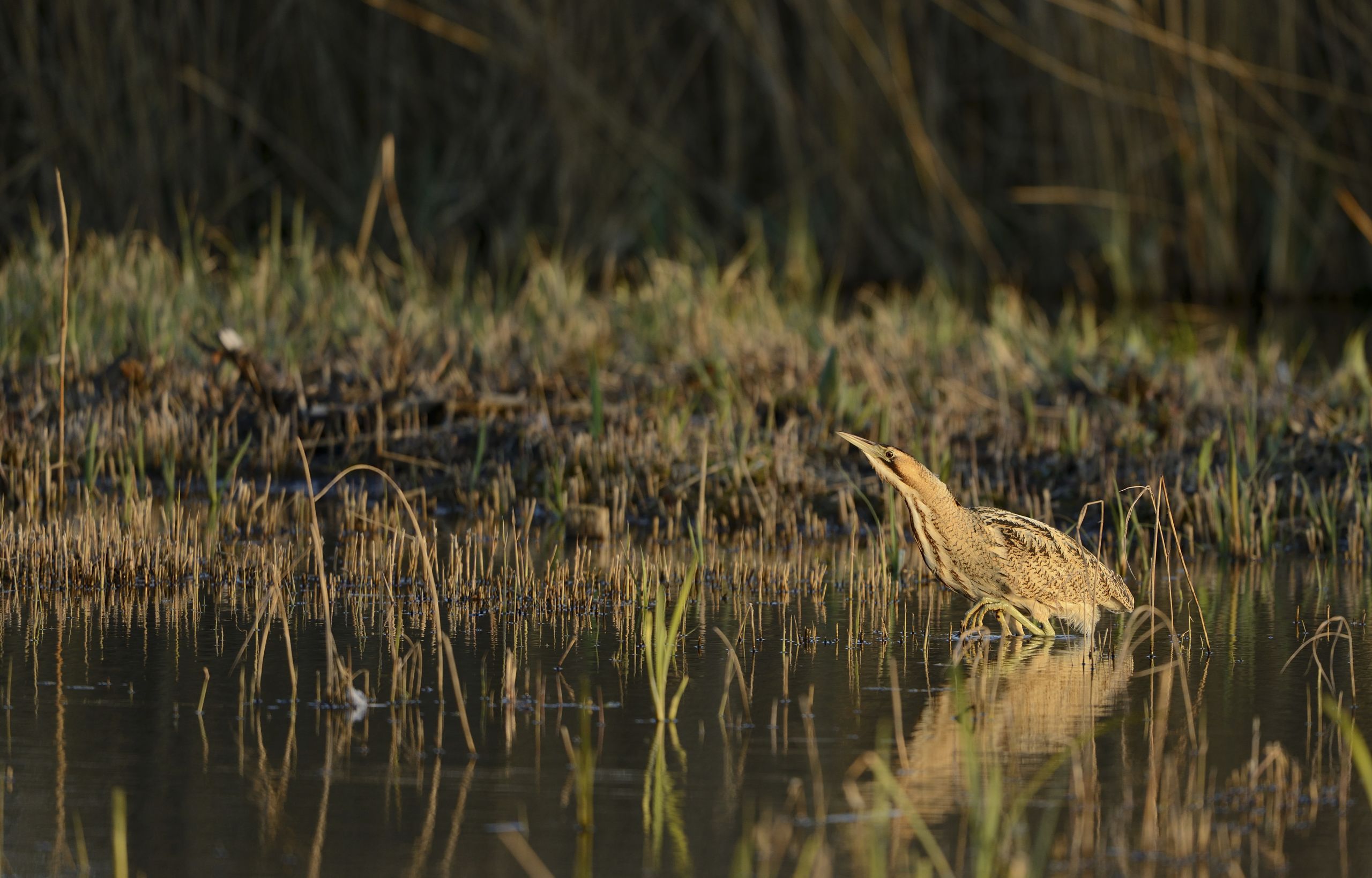 A bittern among the reeds at strumpshaw fen in norwich